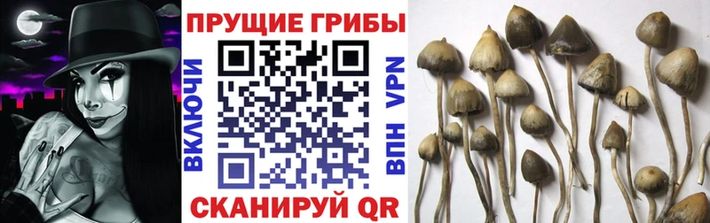 Галлюциногенные грибы Psilocybine cubensis  hydra ТОР  Новодвинск 